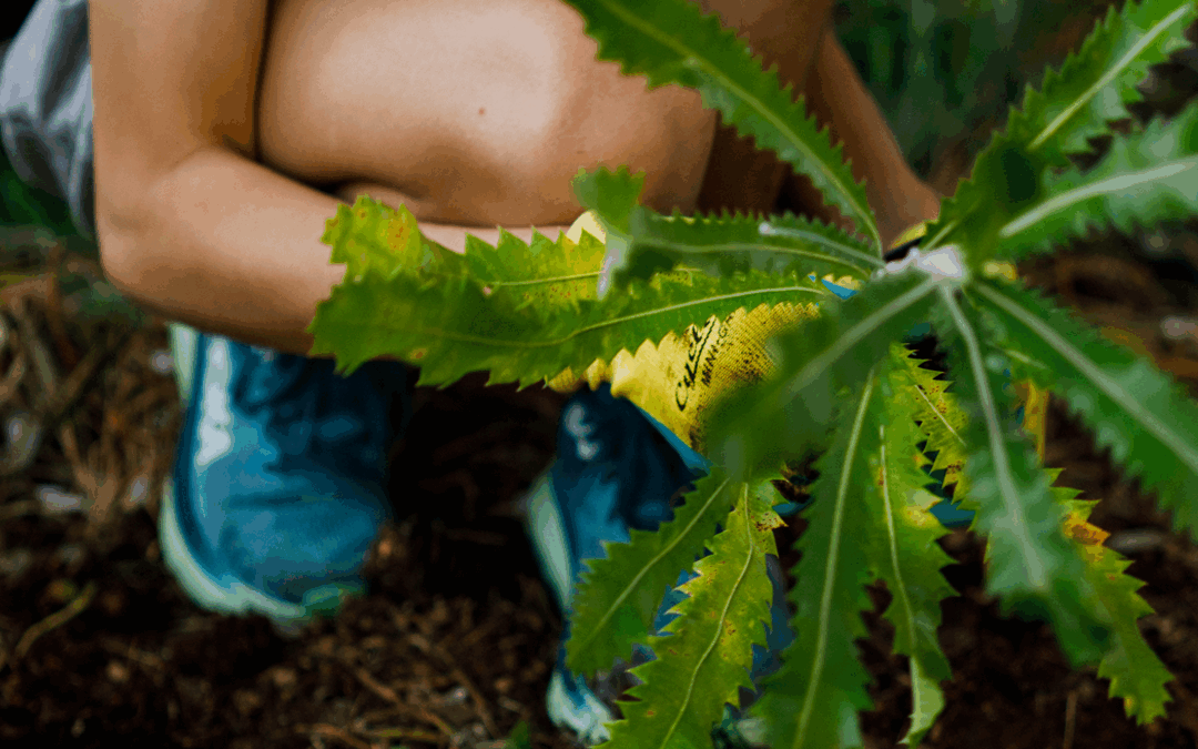 Get Involved This National Tree Day — Grow a Greener Future with Landcare!