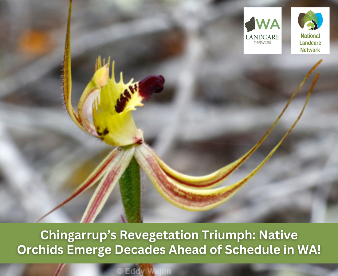 Chingarrup Revegetation Triumph – WA Landcare Network Wild yellow orchid